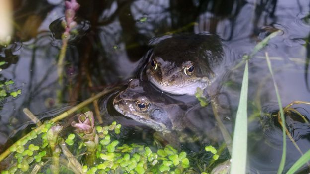 Dos ranas apareándose