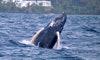 Ballenas jorobada en República dominicana 