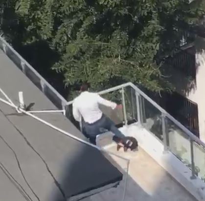 Procuraduría pondrá a disposición de la justicia hombre que aparece en video maltratando a un perro