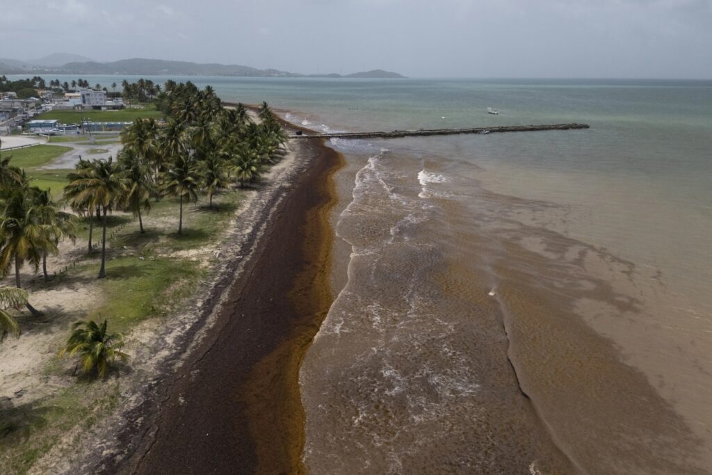 El Caribe sargazo